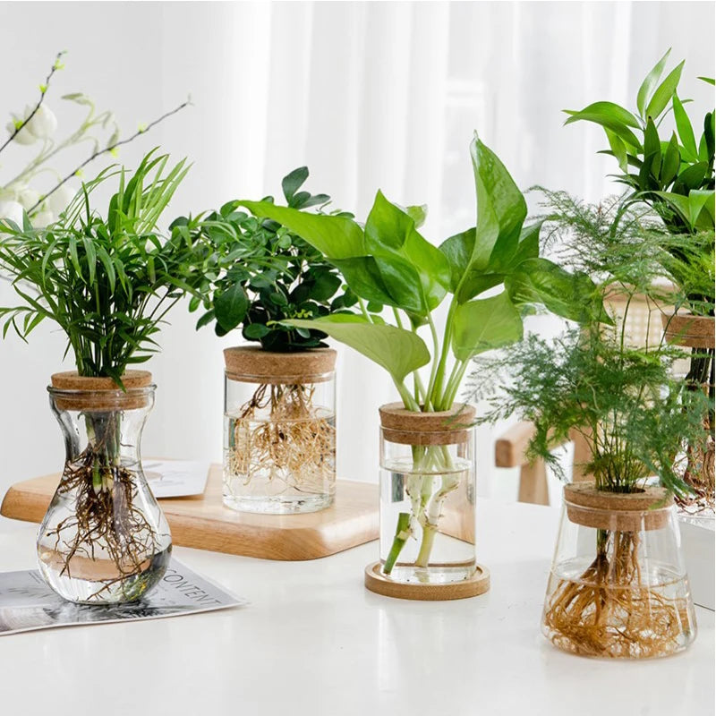 Mini Hydroponic Flower Pot Transparent Terrarium Glass Soilless Green