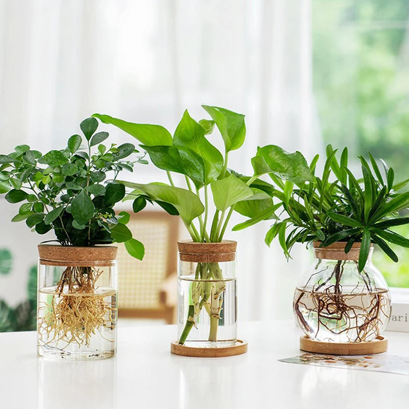 Mini Hydroponic Flower Pot Transparent Terrarium Glass Soilless Green