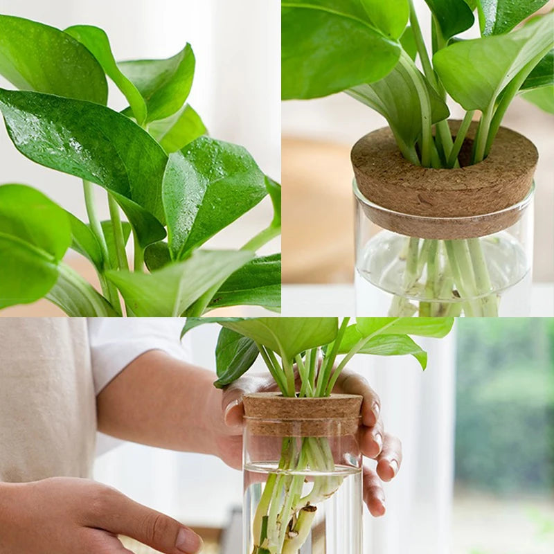 Mini Hydroponic Flower Pot Transparent Terrarium Glass Soilless Green