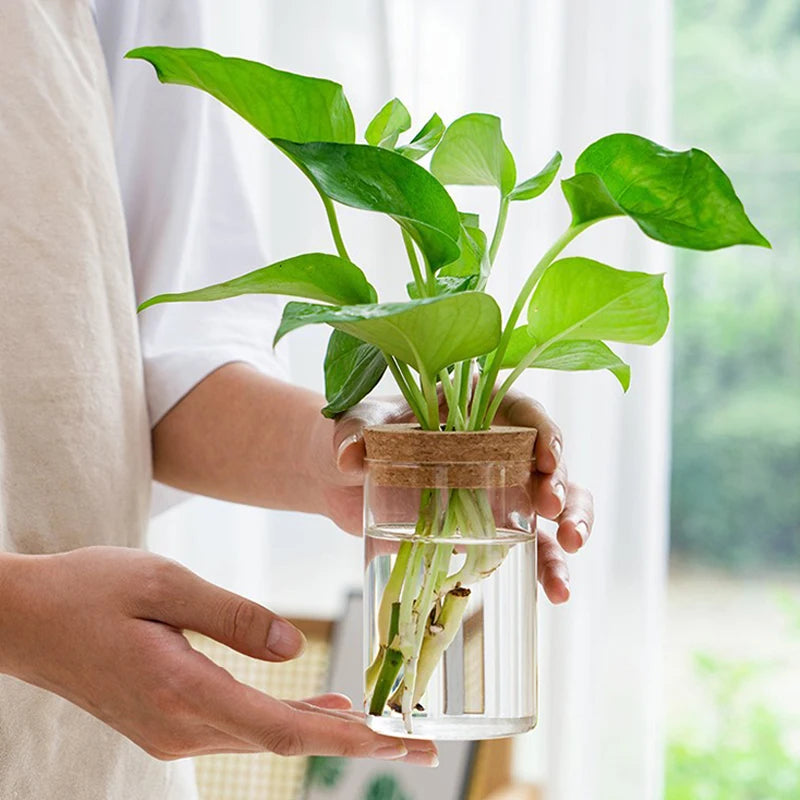 Mini Hydroponic Flower Pot Transparent Terrarium Glass Soilless Green